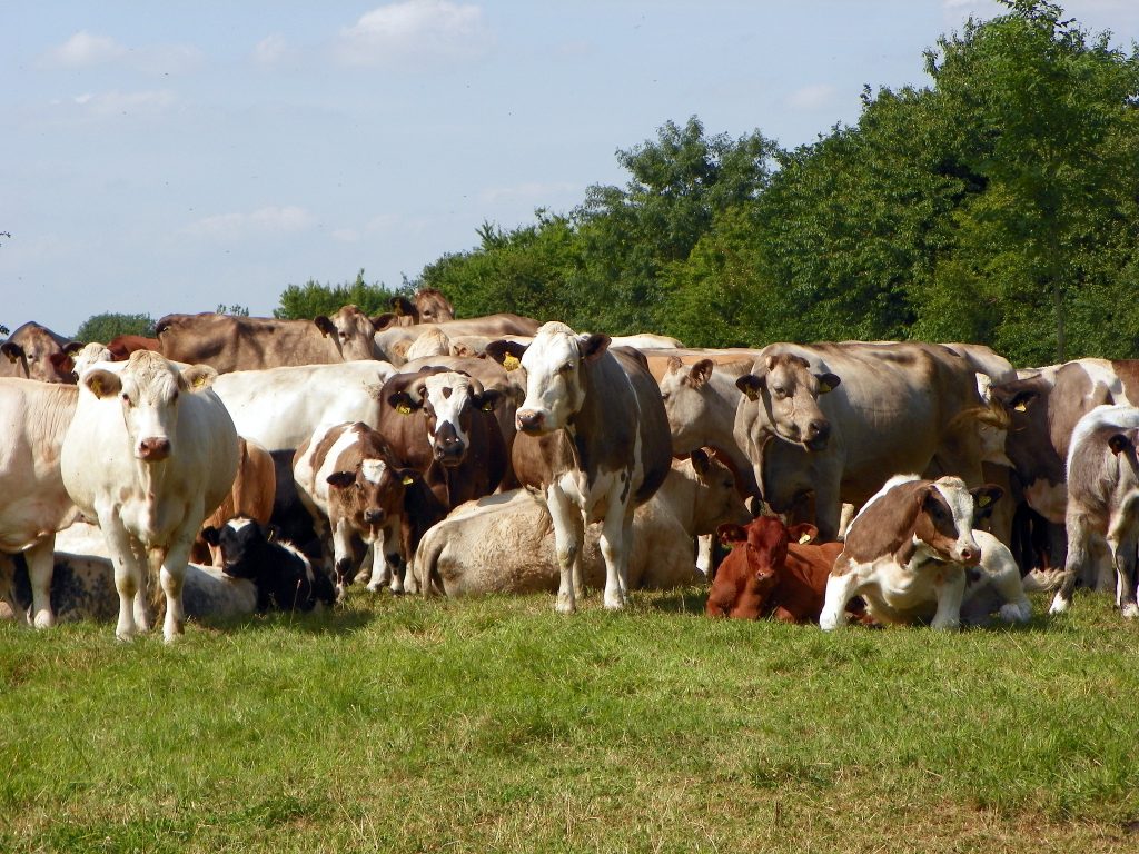 Big slaughterhouse operators conspire to inflate the price of beef ...